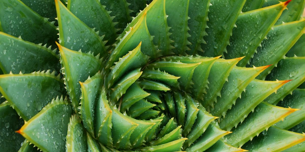 Aloe Vera